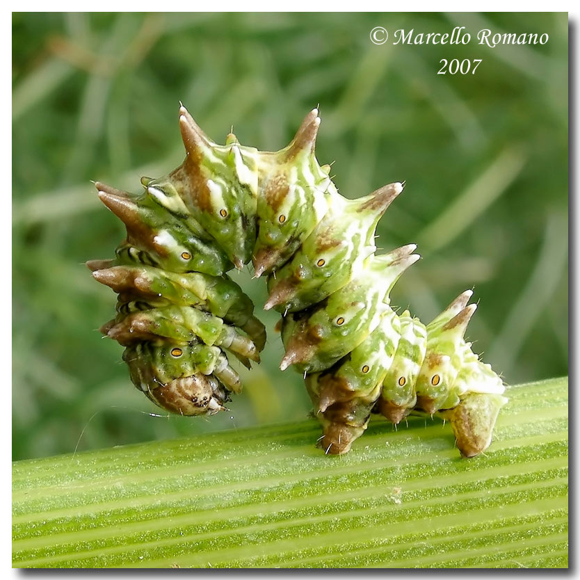 dalla Murgia: Apochima flabellaria (Geometridae)